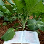 How Does a Biblical Perspective Affect Agriculture?
